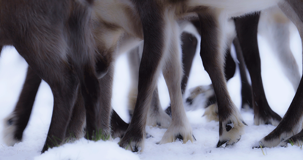 Video still showing reindeer legs in migration in the snow